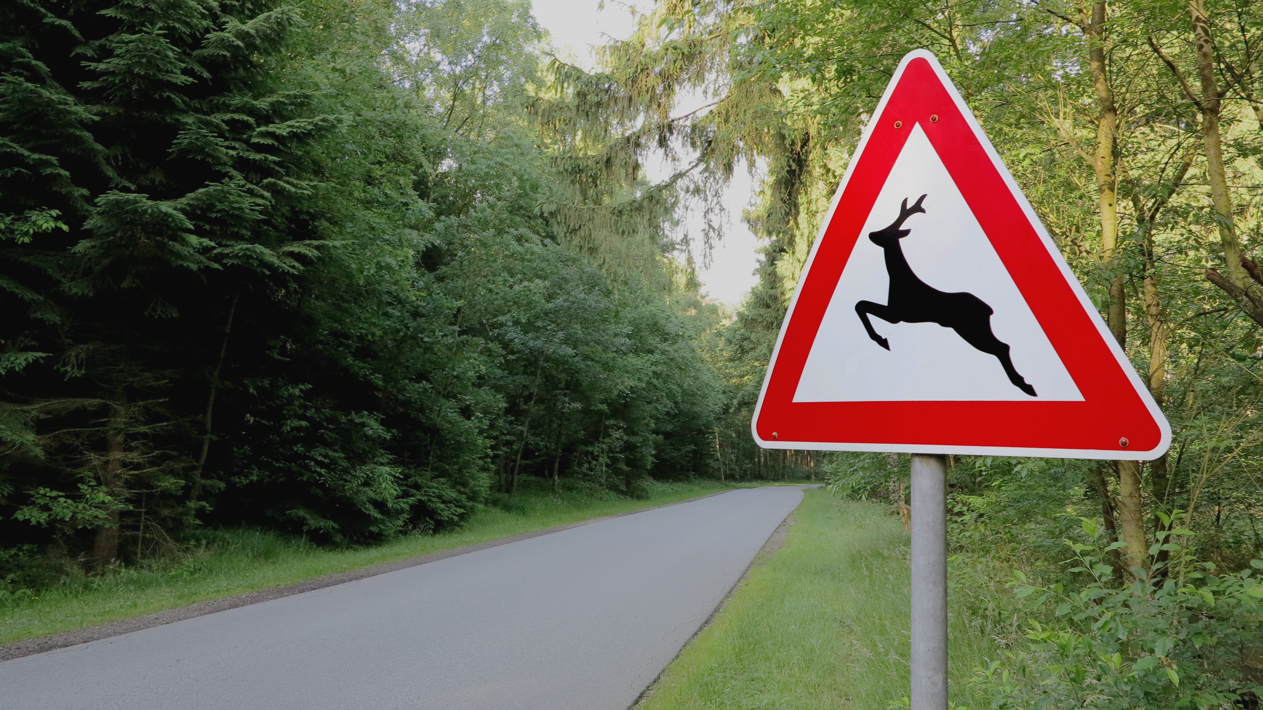 Quiz Gefahrenzeichen Header 16:9 Ein Verkehrsschild mit rotem Rand zeigt das schwarze Symbol eines springenden Hirsches und steht an einer Straße im Wald, um vor Wildwechsel zu warnen.