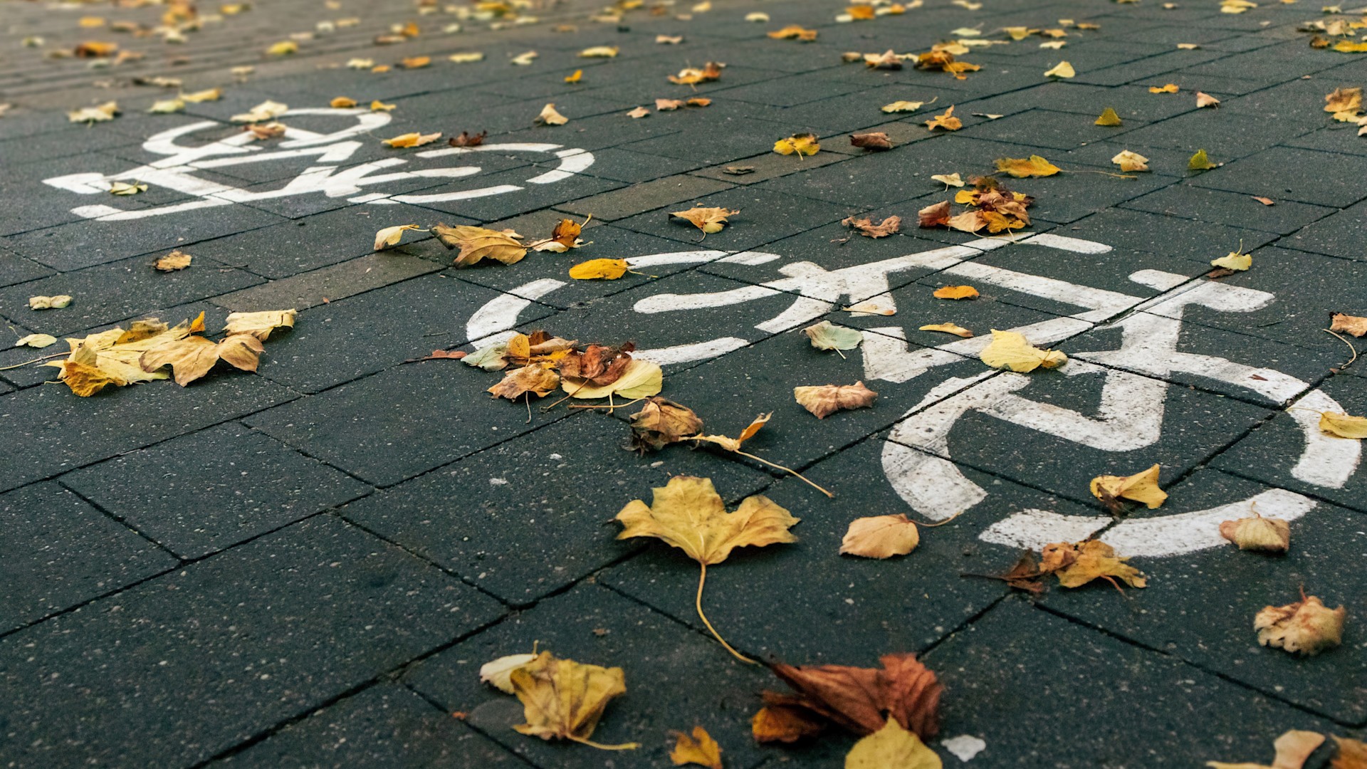 mA Alleinunfälle bei Radfahrenden 16:9 Nahaufnahme eines gepflasterten Radwegs im Herbst. Auf dem dunklen Boden liegen gelbe und braune Blätter, die teilweise das weiße Fahrradpiktogramm verdecken.