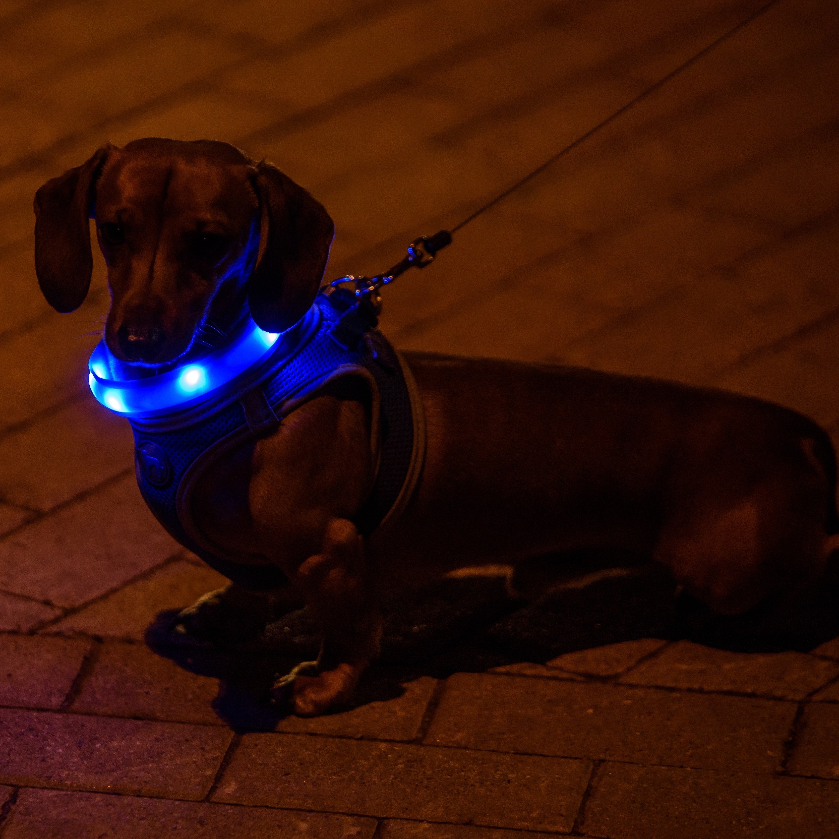LED Hunde Halsband (1:1) Ein kleiner Dackel mit einem blau leuchtenden LED-Halsband.