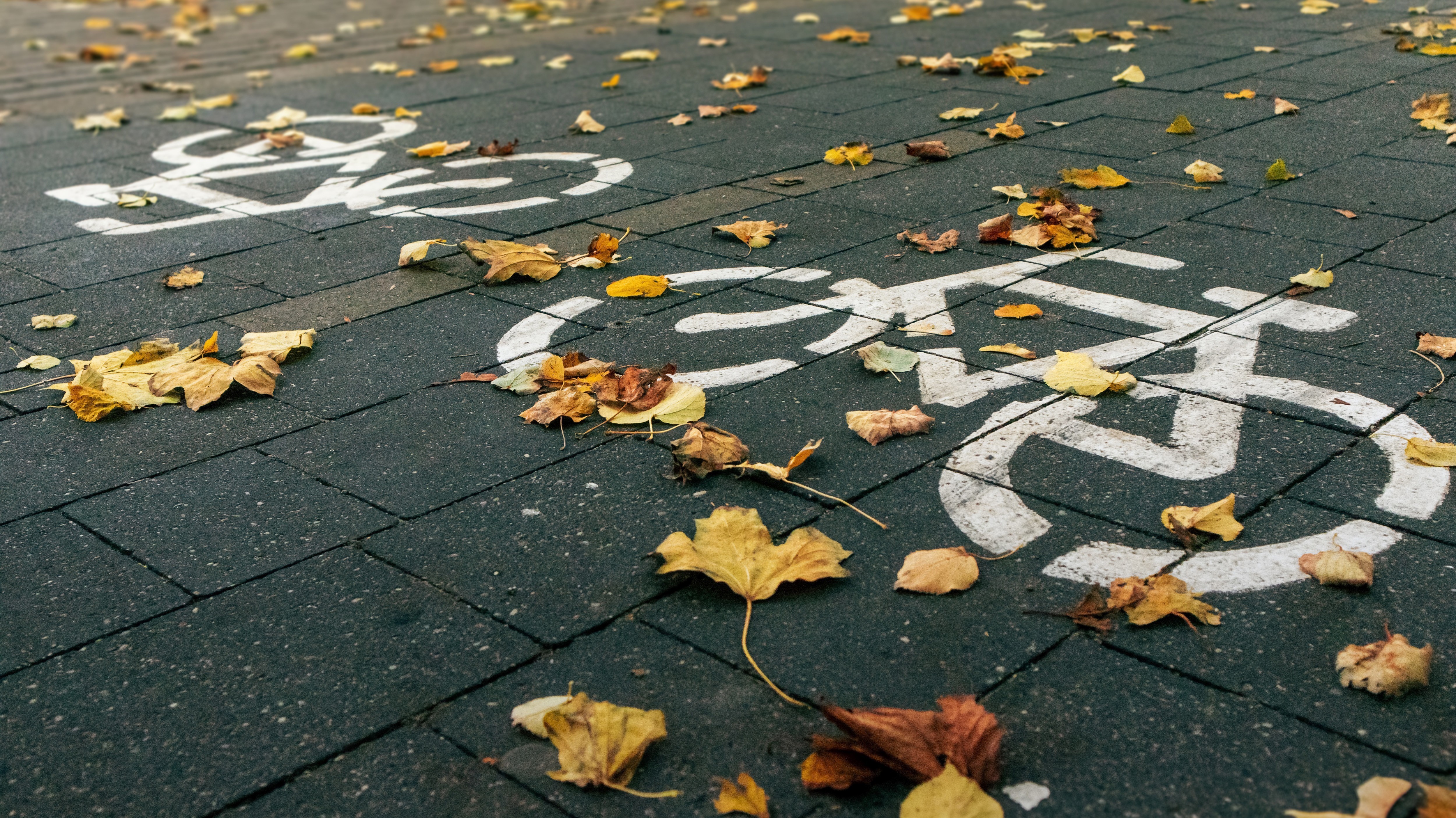 Nahaufnahme eines gepflasterten Radwegs im Herbst. Auf dem dunklen Boden liegen gelbe und braune Blätter, die teilweise das weiße Fahrradpiktogramm verdecken. 
