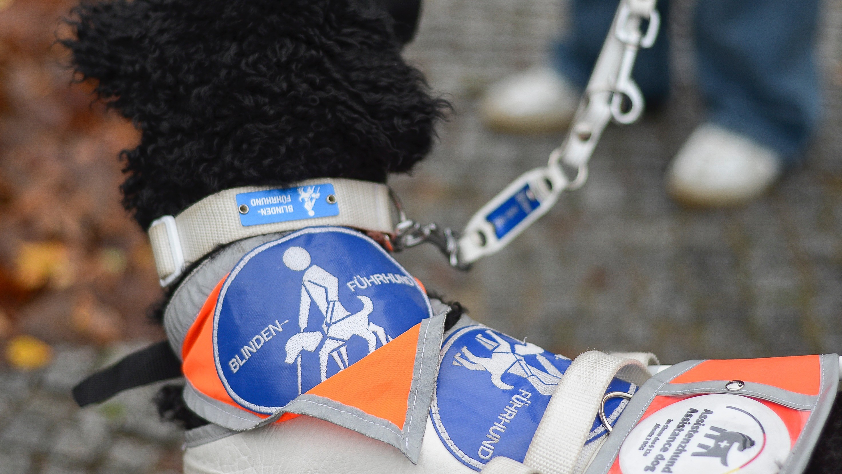 Blindenführhunde Hund mit Abzeichen Zu sehen sind Chepi und ihre Blindenführhund-Abzeichen.