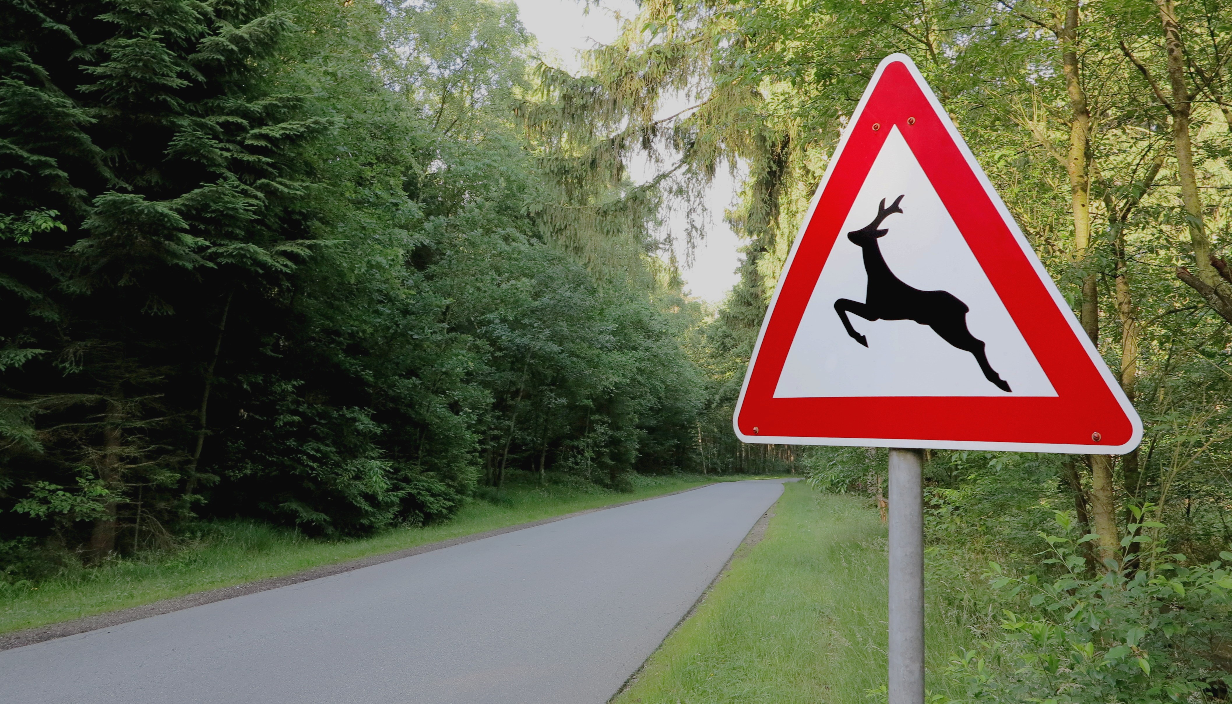 Quiz Gefahrenzeichen Header 16:9 Ein Verkehrsschild mit rotem Rand zeigt das schwarze Symbol eines springenden Hirsches und steht an einer Straße im Wald, um vor Wildwechsel zu warnen.